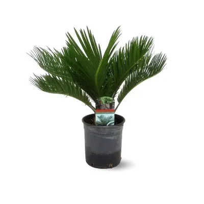 Image de Cycas revoluta - palmier - ↕ 50-60 cm - ⌀ 15 cm - plante d'extérieur