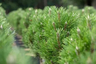 Produktbild von Pinus nigra 'Komet', Schwarzkiefer, 40–50 cm, immergrün