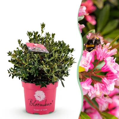 Produktbild von Zwerg-Rhododendron - Rhododendron Bloombux Magenta - Blühender Buchsbaum - Pflegeleicht - Rosa Blüte - 45-55cm - Ø23cm - Gartenpflanze