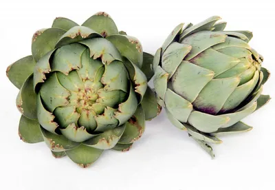 Produktbild von Cynara scolymus Samen 20 Stück winterhart, essbare Knospen, zur Leberstärkung