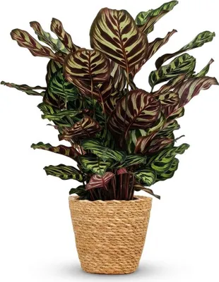Produktbild von Calathea Makoyana Pfauen Korbmarante 70cm – Zimmerpflanze im Korb Ø19cm – dekorative Blattzeichnung in Grüntönen mit violetter Unterseite – pflegeleicht Halbschatten