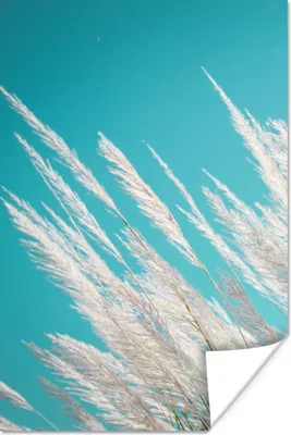 Produktbild von MuchoWow® Poster Pampasgras - Pflanze 60x90 cm - Wanddekoration