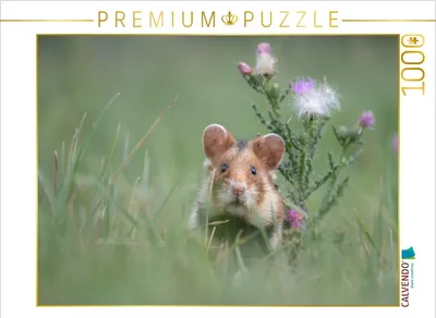 Produktbild von CALVENDO Puzzle Ein Motiv aus dem Kalender Moments in Nature | 1000 Teile Lege-Größe 64x48cm Foto-Puzzle für glückliche Stunden