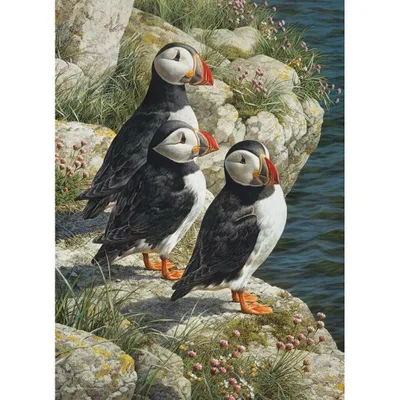 Obrázok produktu pre COBBLE HILL Puffball Puzzle 500 dielikov