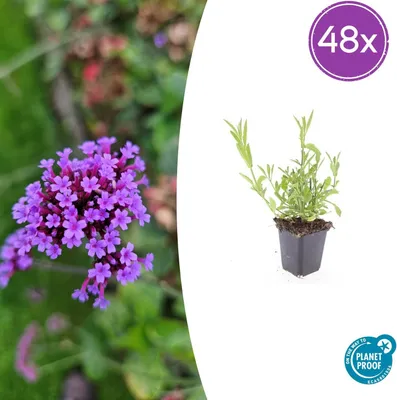 Produktbild von Eisenkraut (Verbena bonariensis) | 48 Stück - 10-25cm - Ø9cm - Gartenpflanze