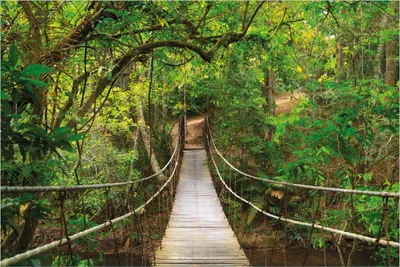 Produktbild von Wallario Poster - Hängebrücke im Urwald  grüner Dschungel, Kunstdruck Größe: 61 x 91,50 cm