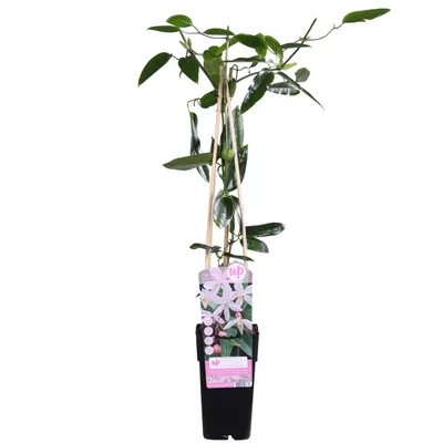 Productafbeelding van Klimop Clematis armandii, 'Apple Blossom' cultivar