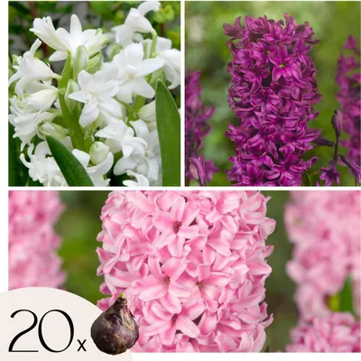 Produktbild von Hyazinthenzwiebeln - 20 Stk - Hyacinthus - Blumenzwiebeln - Mehrfarbig