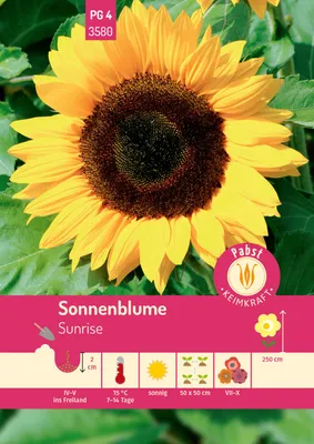 Artikelbild 1 von 'Sonnenblume Sunrise' aus der Kategorie Sonnenblumensamen