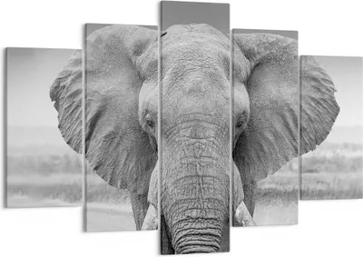 Produktbild von Bild auf Leinwand - Leinwandbild - 5 Teile - Elefant Afrika Tier - 150x100cm - Wand Bild - Wanddeko - Wandbilder - Leinwanddruck - Bilder - Wanddekoration - Leinwand bilder - Wandbild - EA150x100-5072