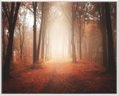 Produktbild von Wallario Wandbild Herbstwald - Weg zu einer Lichtung im Wald, Größe: 40,30 x 50,30 cm, Poster mit weißem Aluminiumrahmen