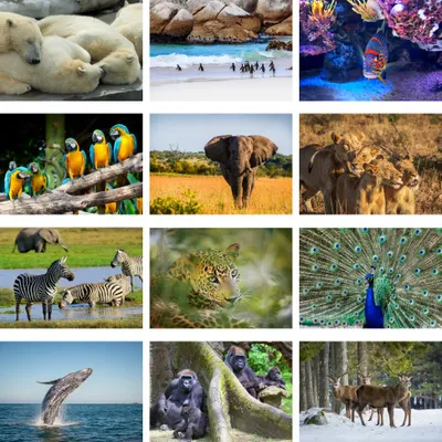 Produktbild von Tierzauber Set 12 Poster DIN A3 verschiedene Tiere - Seelenzauber