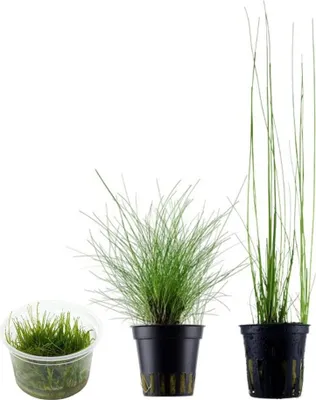 Produktbild von Gräser Set mit 3 Gras Pflanzen Aquariumpflanzen Set 130 Wasserpflanzen AquaOne