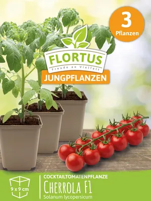 Produktbild von Cocktailtomatenpflanze Cherrola F1 | Tomatenpflanzen von FLORTUS, Menge:3 Pflanzen