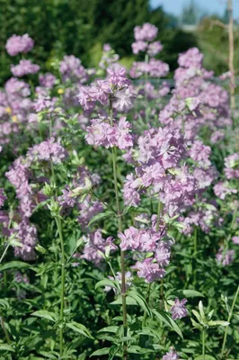 Produktbild von Saponaria officinalis 'Plena', Seifenkraut, gefüllt, ca. 9x9 cm Topf