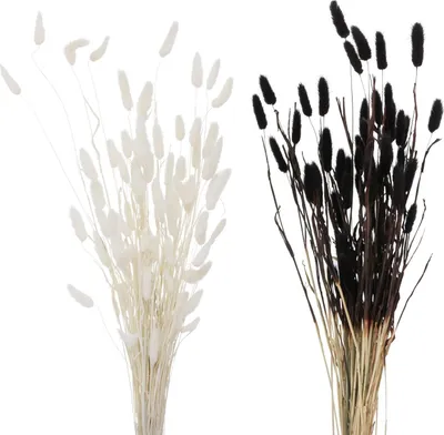 Produktbild von Dekozweig aus Samtgras als Trockenblume, ca. 70cm Höhe, Farbe Beige Natur