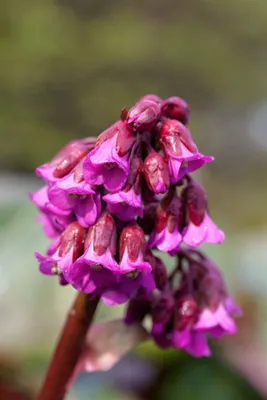 Produktbild von Bergenia cordifolia 'Admiral', Riesensteinbrech, rosa, ca. 11x11 cm Topf