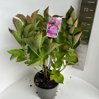Produktbild von Hydrangea macr. Roze bol - Hortensie | 40-50 cm im Topf