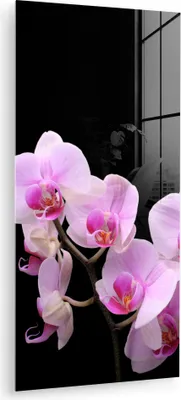 Produktbild von MuchoWow Glasbilder - Bilder auf Wandbild - Foto auf Glas Orchidee - Blumen - Rosa - Flora 40x80 cm Wanddekoration aus Glas - Acrylglasbild - Acrylbilder - Wanddekoration