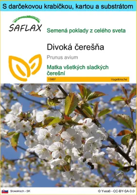 Obrázok produktu pre SAFLAX Darčeková sada - divoká čerešňa - Prunus avium - 10 Semená - S darčekovou krabičkou, prepravným štítkom, darčekovou kartou a pestovateľským médiom