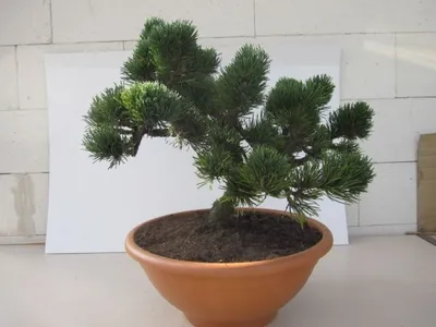 Produktbild von Pinus mugo Jacobsen - zwergige Latschenkiefer Jacobsen