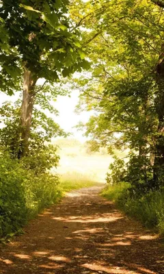 Produktbild von Fototapete - Forest Path 150x250cm - Vliestapete