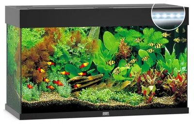 Productafbeelding van Juwel Rio 125 LED | 125L | 81 x 36 x 50CM Zwart