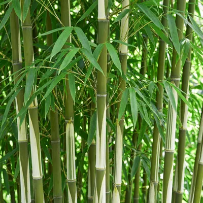 Image de Bambou Fargesia robusta Pingwu, non stolonifère, à feuillage persistant, 2 plants de 80 cm