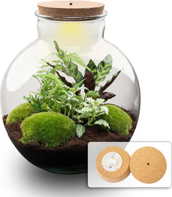 Produktbild von Flaschengarten DIY - Bolder Bob - Ökosystem mit Pflanzen im Glas - Ø 31 cm ↑ 30 cm