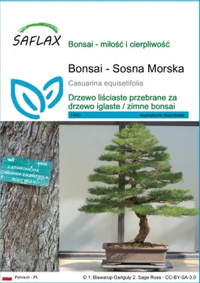 Zdjęcie produktu dla SAFLAX - Bonsai - Sosna Morska - 200 Nasiona - Casuarina equisetifolia