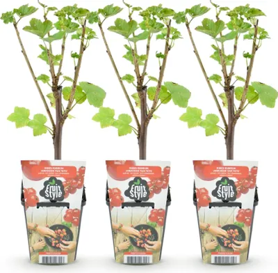 Produktbild von GreenboutiQ - Obstpflanzen - Rote Johannisbeere - Ribes rubrum Jonkheer van Tets - Winterhart - 3 Pflanzen - Topf 9 cm - Rote Johannisbeere