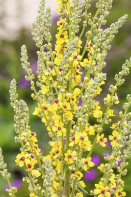 Produktbild von Verbascum nigrum, Schwarze Königskerze, gelb, ca. 9x9 cm Topf