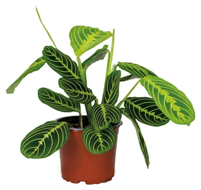 Image de Bloomique - Maranta Lemon Lime - Plante priante - Plante suspendue - Dépolluante - Sans danger pour les animaux - Hauteur 10-20 cm - Pot 12 cm