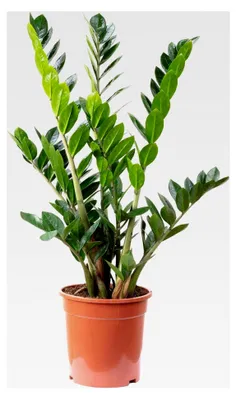 Produktbild von Glücksfeder - pflegeleichte Zimmerpflanze, Zamioculcas zamiifolia, Höhe 90 cm, Topf-Ø 21 cm