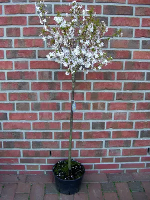 Produktbild von Prunus kurillensis 'Brillant'- Stämmchen, Japanische Zierkirsche, Höhe inklusive Topf: 120-130 cm