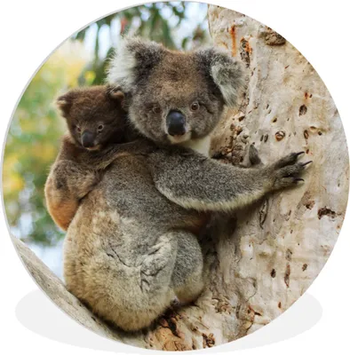 Produktbild von MuchoWow® Rundes Wandbild - Runde Bilder Koalas - Kind - Baum - Kinder - Junge - Mädchen Ø 30 cm Kreis Wanddekoration Kunststoff - Wandkreis - Wandschmuck - Schlafzimmer - Bilder - Der Kreis - Kunst für die Wohnung - Plastik - Kunstdruck - Wandbild