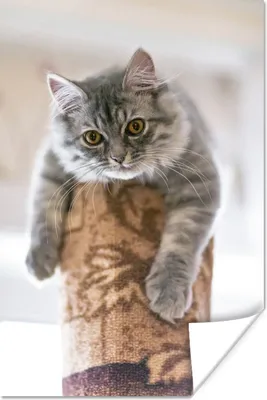 Produktbild von MuchoWow® Poster Katze - Kratzbaum - Augen 120x180 cm - Kunstposter