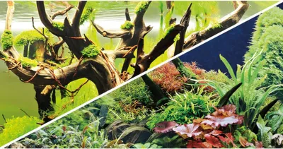 Produktbild von Hobby Fotorückwand Green Secret / Wood Island - 120 x 50 cm