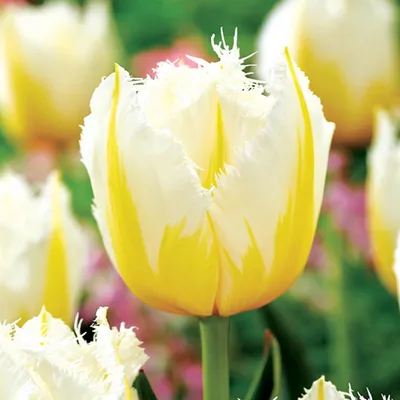 Zdjęcie produktu dla Tulipan Strzępiasty Lemon Beauty 5 szt. Tulipany Cebulki Tulipanów Cebule