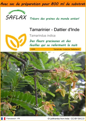 Image de SAFLAX Garden in the bag - Tamarinier - Dattier d'Inde - 4 graines - Tamarindus