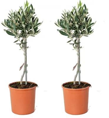 Produktbild von Bloomique - 2er Set - Olea Europaea - Olivenbaum Echt - Gartenpflanzen Winterhart - Höhe 40-50 cm - Topf 14 cm