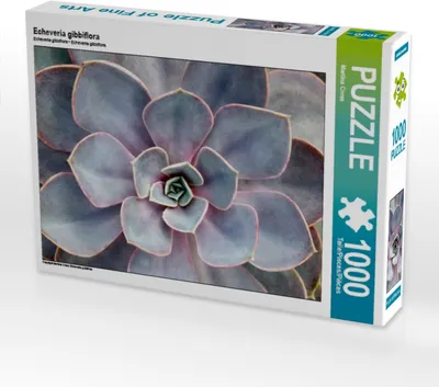Produktbild von Calvendo Echeveria gibbiflora 1000 Teile Puzzle quer 640x480mm, Cross Martina; 7321626
