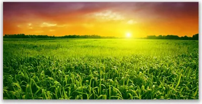 Produktbild von Tulup Leinwand-Bilder 120x60 Wandbild Canvas Kunstdruck Feld Sonnenaufgang Pflanzen