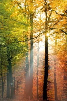 Produktbild von Wallario selbstklebendes Poster - Sonnenuntergang im Herbstwald, Größe: 61 x 91,50 cm
