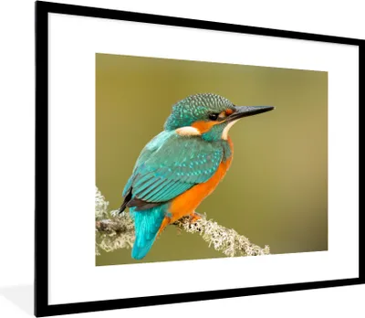 Produktbild von MuchoWow® Gerahmtes Poster Eisvogel - Tiere - Vogel 80x60 cm - Poster mit Schwarzem Bilderrahmen Wandposter Rahmen Foto Bilder - Schlafzimmer-Dekorationen - Fotoposter