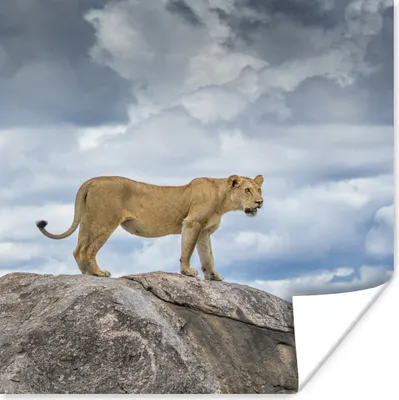 Produktbild von MuchoWow® Poster Löwe - Jagd - Fels 100x100 cm - Babyzimmer