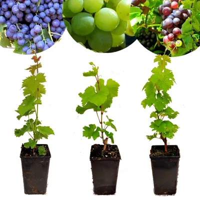 Obrázok produktu pre Súprava 3 druhov hrozna - "Chardonnay", "Merlot" a "Sauvignon" - výška 40 cm - Vitis vinifera - Mix B