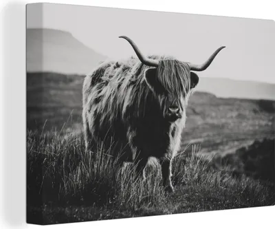 Produktbild von OneMillionCanvasses® - Leinwandbilder - 150x100 cm, Schottischer Hochlandbewohner - Natur - Kühe - Tiere - Schwarz und weiß, Wandbilder Kunstdruck Wanddekoration - Foto auf Leinwand