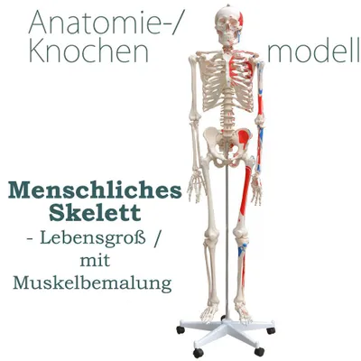 Produktbild von Anatomie Modell Skelett Knochen Körper Mensch Muskeln Medizin Skeleton Menschliches Skelett Lebensgroß 175 cm mit Ständer Menschen Körper Lehrmodelle MedMod