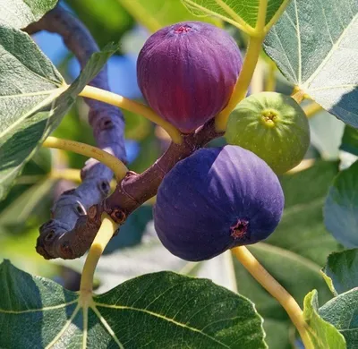 Produktbild von Feige `Bornholm´ - 40-60cm im 3L-Topf